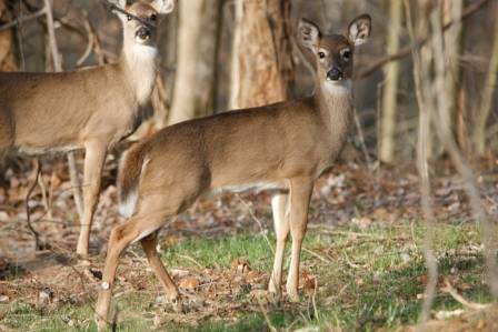 Deer: Nature’s Graceful Wanderers